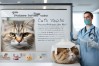 怎样预防猫传染病，怎样预防猫传染病的发生