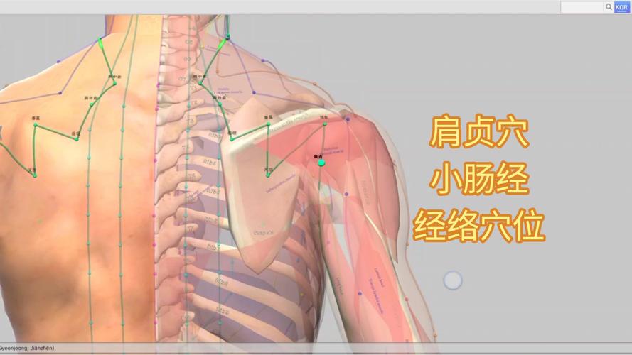 肩髎 肩前 肩贞穴位图