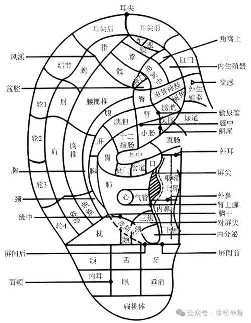 耳穴 特定穴位 经验穴