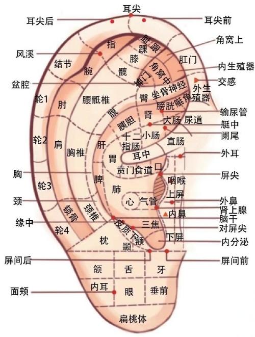 耳穴 特定穴位 经验穴