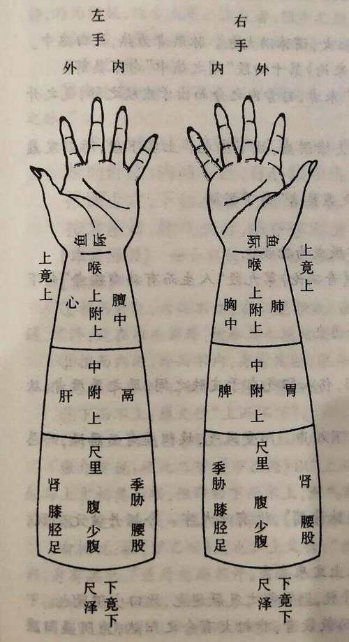 穴位 寸口 关上 尺中