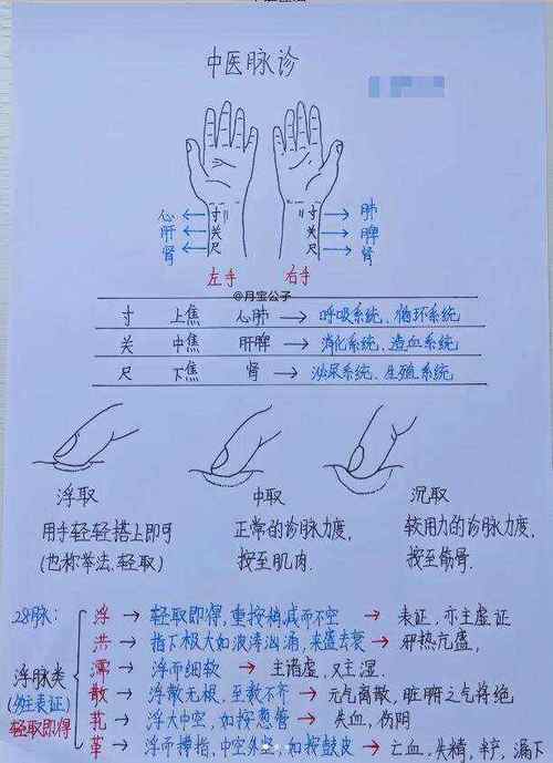 穴位 寸口 关上 尺中