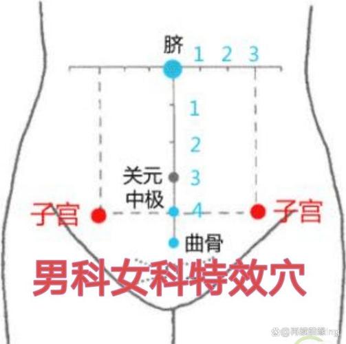 水道 关元 中极 穴位