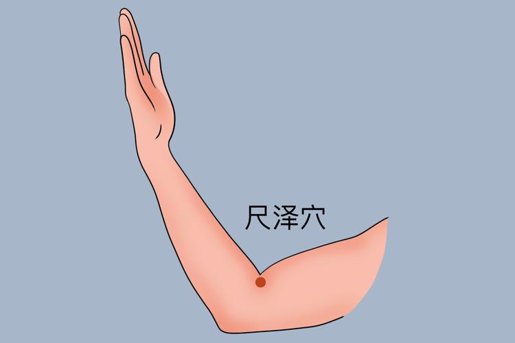 手臂关节 尺泽 穴位