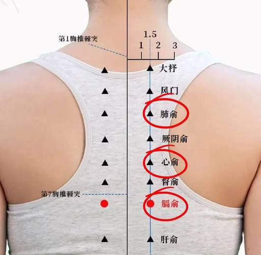 颈椎 胸椎 腰椎 穴位