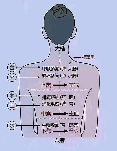 颈椎 胸椎 腰椎 穴位
