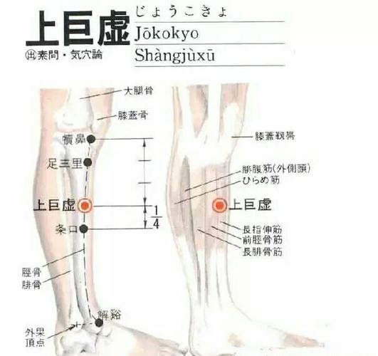 上巨虚 穴位局部解剖