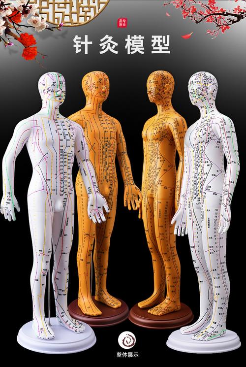 真人 穴位 视频 下载