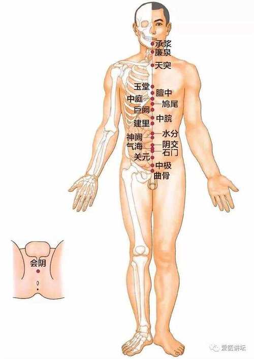 任脉穴位图 大树