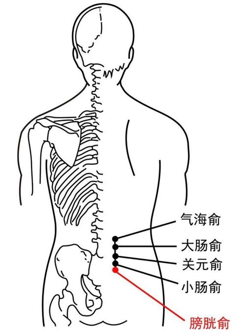 脊椎穴位及膀胱经穴位图