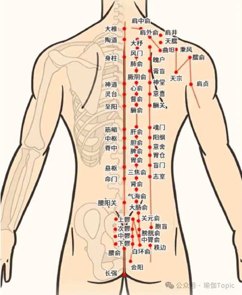 脊椎穴位及膀胱经穴位图