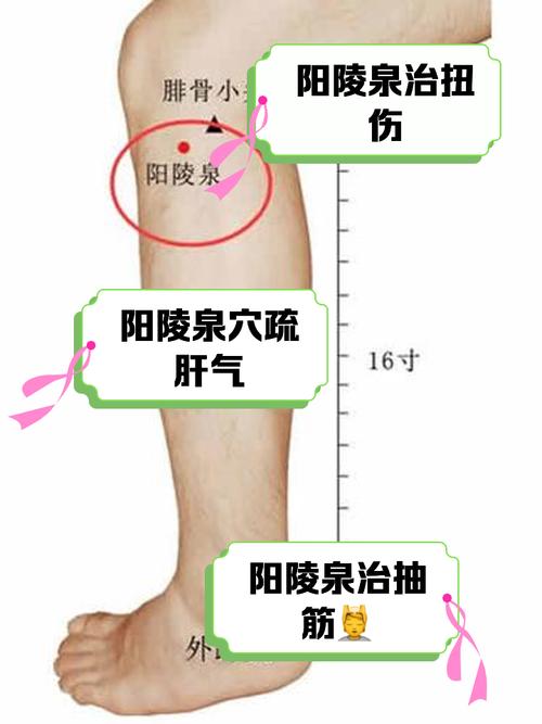 人身体穴位图阳陵穴穴位