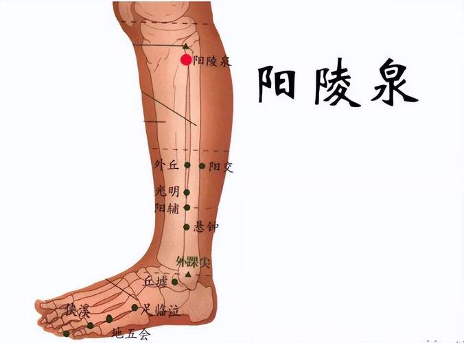 人身体穴位图阳陵穴穴位