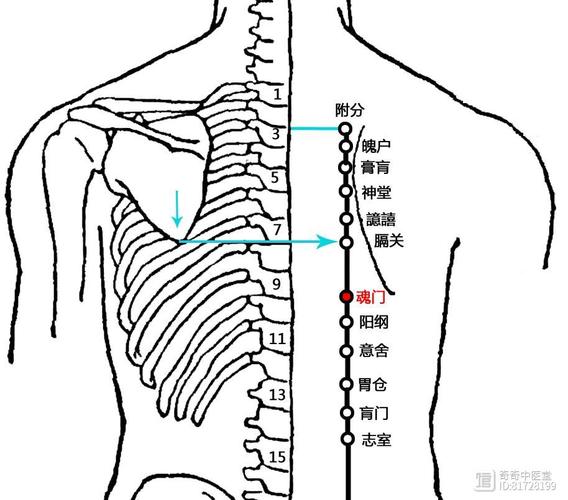 隔关穴位魂门穴位管什么