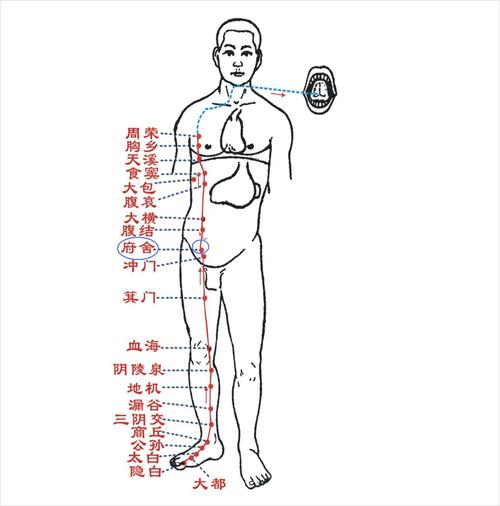 府舍穴位图全身穴位图谱