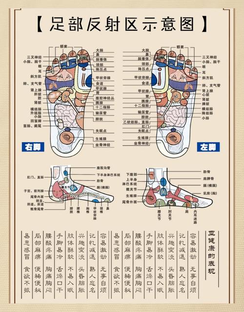 脚底按摩穴位教学穴位图