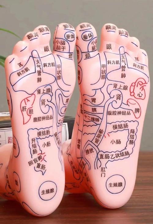 脚底按摩穴位教学穴位图