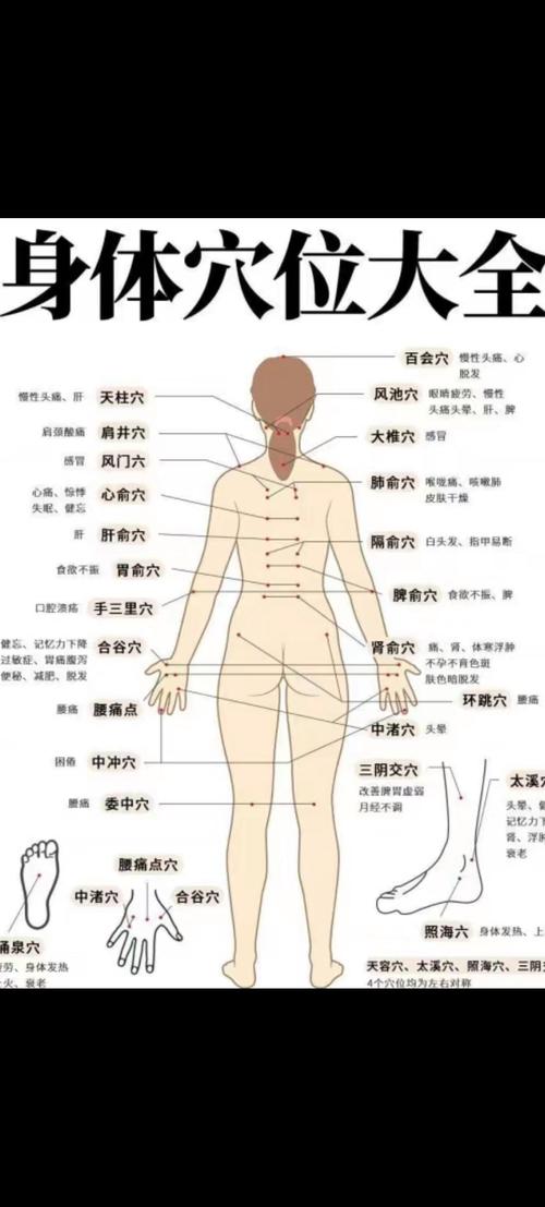 穴位查找-穴位大全图片