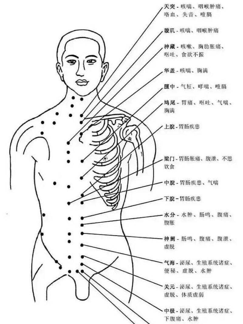 人体 穴位图 穴位名称