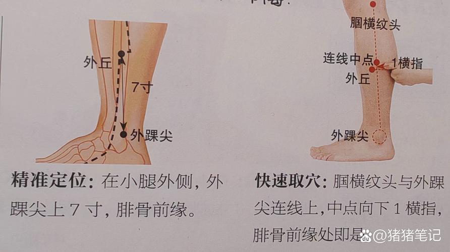 小腿中间外侧是什么穴位
