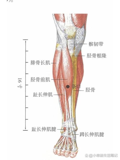 小腿中间外侧是什么穴位