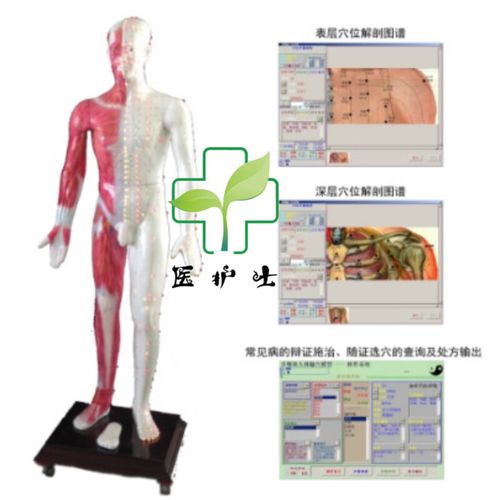 多媒体人体针灸穴位模型