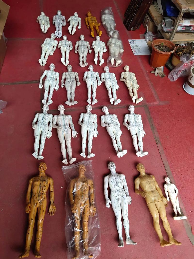多媒体人体针灸穴位模型