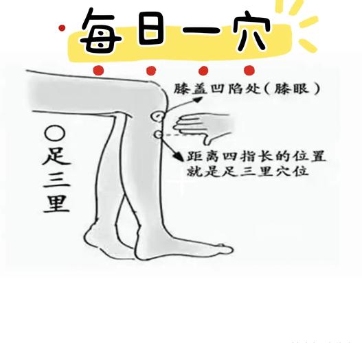 甘油三脂高 穴位