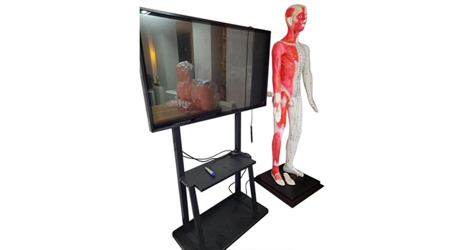 西安穴位发光模型电话