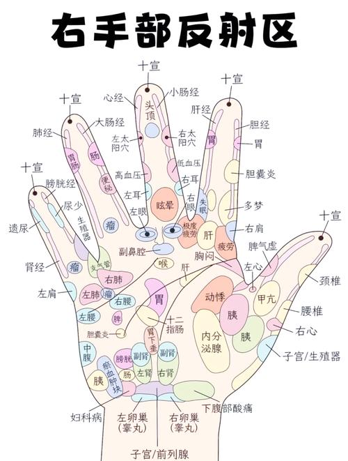 甲状腺对应的手部穴位