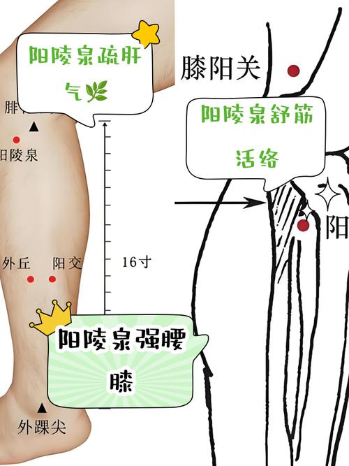 男人阳痿艾灸哪些穴位