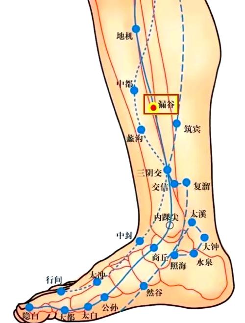 小腿减肥按摩什么穴位