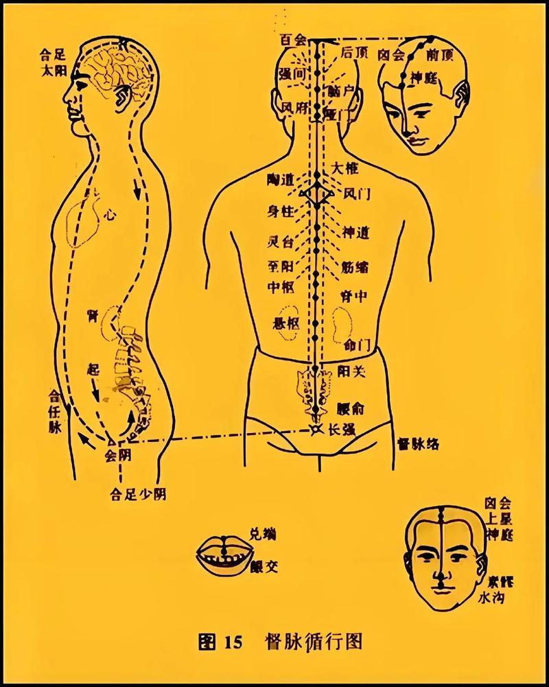 督脉 准确位置图穴位