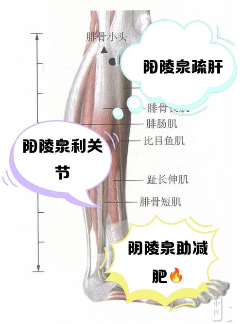 阴陵泉穴位起什么作用