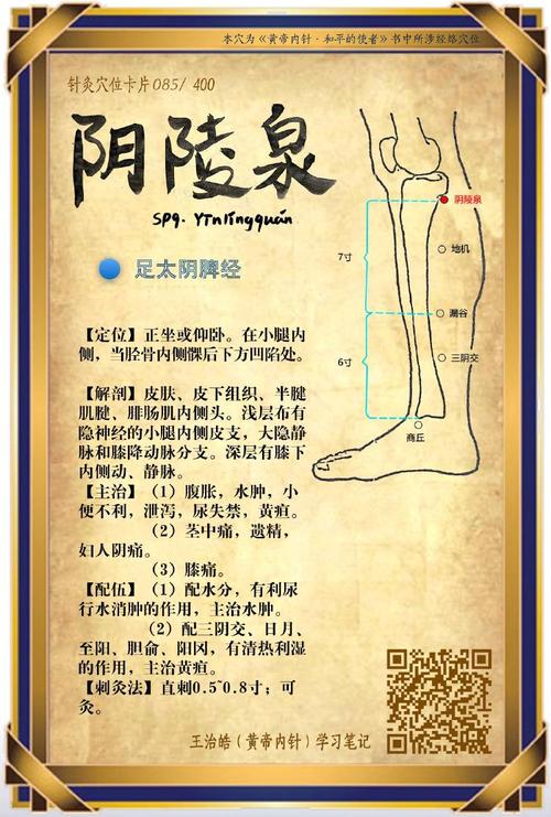 阴陵泉穴位起什么作用