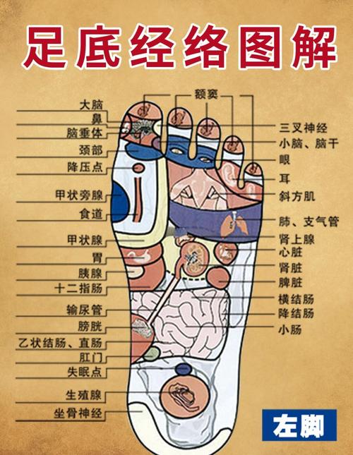 便秘按摩足底什么穴位