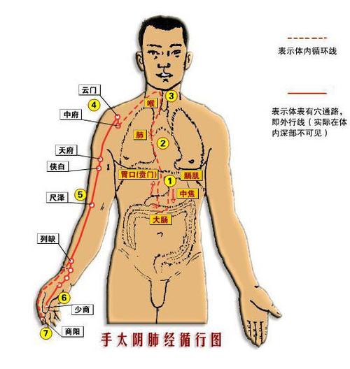 手臂 穴位 太阴肺经