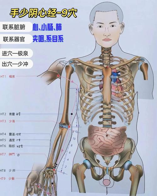 手少阴心经 穴位密码