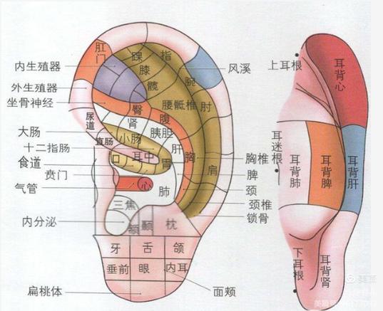 咳嗽按摩耳朵哪个穴位