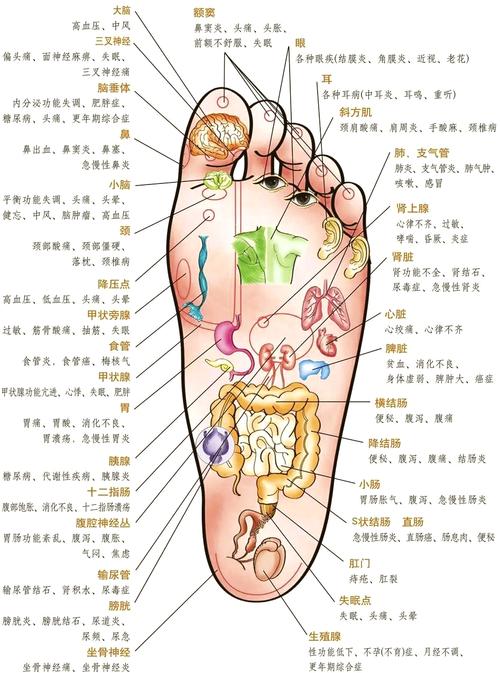 脚背穴位对应器官图片