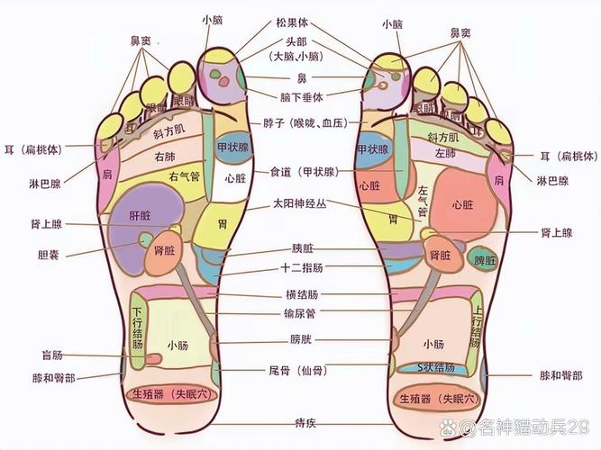 脚背穴位对应器官图片