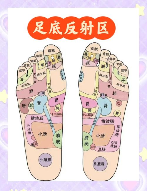 脚底穴位代表哪个器官