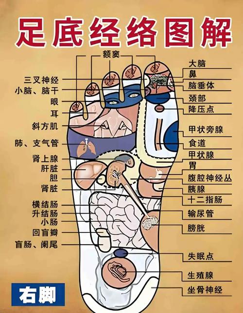 脚底穴位代表哪个器官