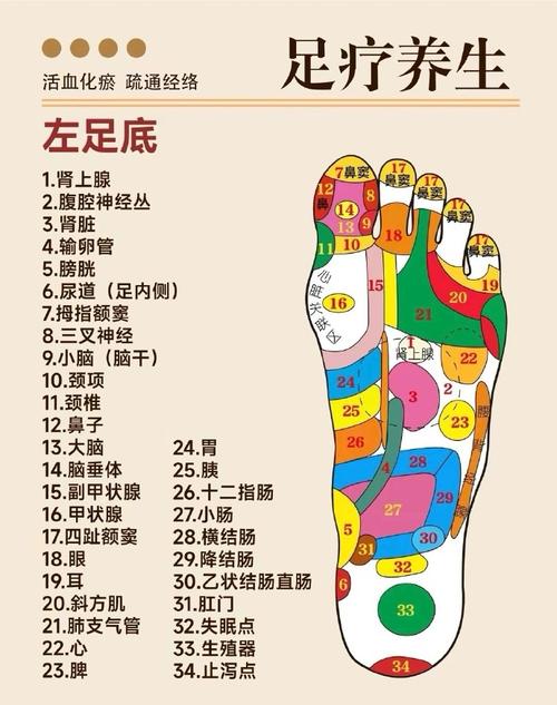 脚底穴位代表哪个器官