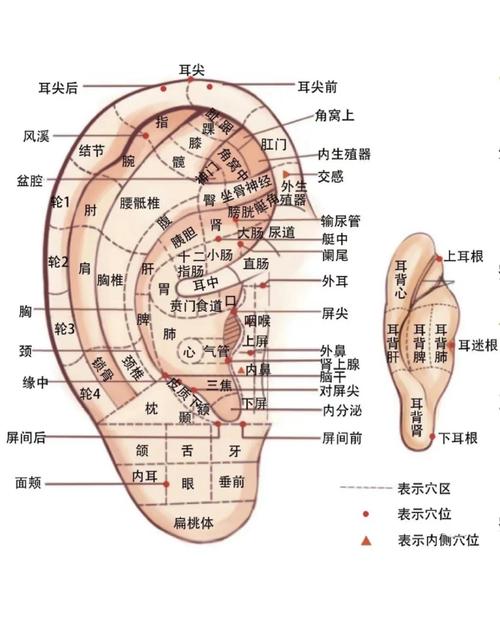 耳朵对折顶端穴位针刺