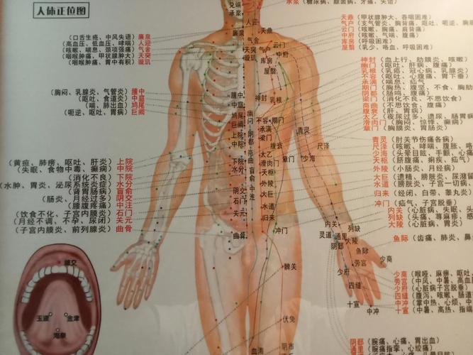 中医助理针灸80穴位