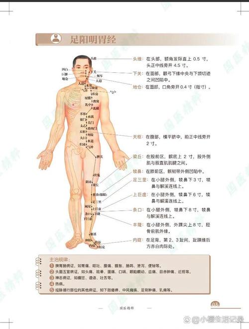 中医助理针灸80穴位