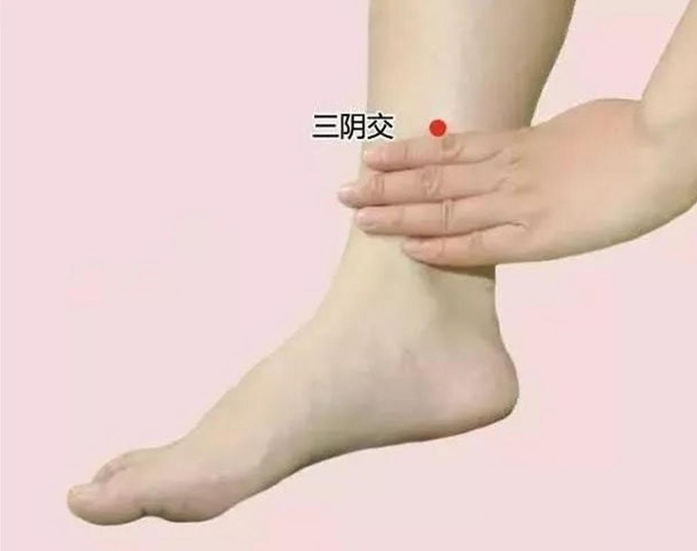 水分 阴交穴位置属性