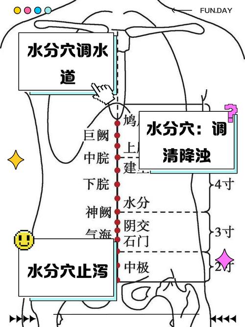 水分 阴交穴位置属性