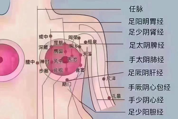 男性乳腺增生对应穴位